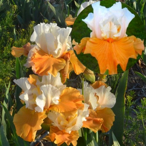 Iris germanica 'Pumpkin Cheesecake' - Aediiris 'Pumpkin Cheesecake' 